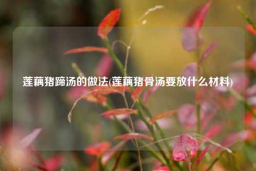 莲藕猪蹄汤的做法(莲藕猪骨汤要放什么材料)